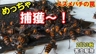 仲間を呼んで、どんどん捕まるスズメバチ 【害虫駆除】 Japanese giant hornet Adhesive sheet trap Wasp 粘着シート フェロモン スズメバチの罠 作り方 [upl. by Annaoj329]