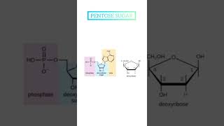 Molecular structure of PENTOSE sugar [upl. by Lhok905]