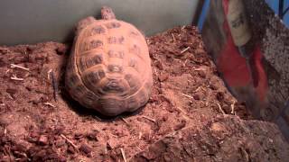 Tortoise enclosure heating [upl. by Cara140]