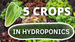 5 Crops You Can Easily Grow In Hydroponics to make money [upl. by Arabeila]