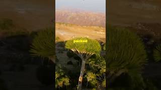 🌳🌴Socotra🏝️ 📍Yemen🇾🇪 yemen travel adventure viralvideo fyp fypシ゚viral viralshorts [upl. by Aznaed665]