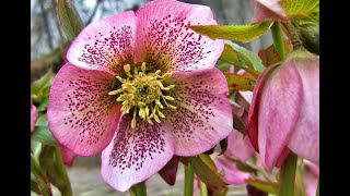 Plant Review Lenten Rose Helleborus hybrids [upl. by Acinoreb]