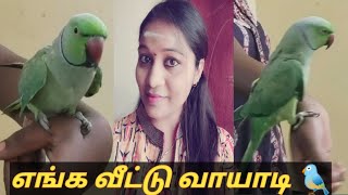 Parrot  Parrots  Talking Parrots  Speaking Parrots  Parrots Speaking  பேசும் கிளி  Birds [upl. by Danete]