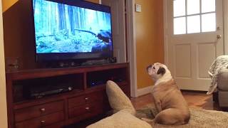 Bulldog Tries To Protect Leonardo DiCaprio From Bear Attack [upl. by Clauddetta]