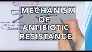 Mechanism of Antibiotic Resistance [upl. by Munshi532]