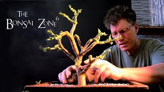 Creating Jade Bonsai Part 2 The Bonsai Zone Feb 2019 [upl. by Mchugh]