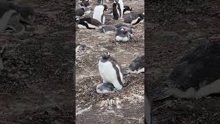 105 Bluff Cove Penguin Rookery Tour Falkland Island 2023 PENGUINS with Jeanne amp CJ [upl. by Eynahpets]