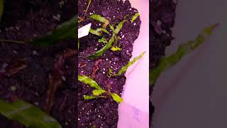 Anubias update fishroom plants aquraium aquariumplants aquaterrarium aquascape [upl. by Sedrul]