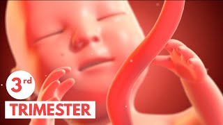 Third Trimester  3D Animated Pregnancy Guide [upl. by Ynnoj468]