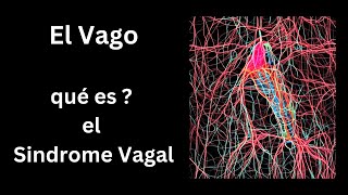 El Sindrome Vagal  el Vago y su influencia en tus órganos [upl. by Ipoillak954]