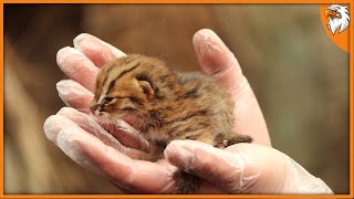 5 Smallest Cat Breeds In The World Part 2 [upl. by Beatriz]