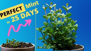 Growing MINT TIME LAPSE  23 Days DANCING Plant Time Lapse [upl. by Eico118]