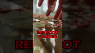 Dialed In Red Root Floaters [upl. by Reste]