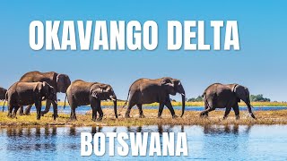 Okavango Delta Africa’s Hidden Oasis of Life and Wonder [upl. by Aniraz]