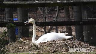 Trumpeter Swans Nesting [upl. by Sitoiganap86]