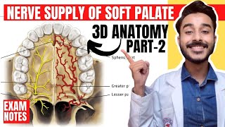 Nerve supply of palate  Soft palate anatomy  anatomy of soft palate muscles innervation [upl. by Akeryt]