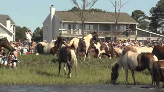 The Chincoteague Pony Swim 2012 [upl. by September]