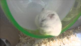 座禅を組んで瞑想するハムスター Hamster meditates [upl. by Olrac]