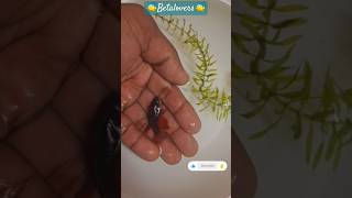 Betta fish tank clean🫣😍 bettafish betta subscribe betalovers cute beautiful 🥰 [upl. by Llekram]