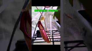 Nepenthes Bongso carnivorousplant plantlover pitcherplant garden carnivorousplants garden [upl. by Ettenor]