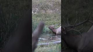 Elk bugles with mouth full of water before arrow flies huntinseason elkhunting elkbugle elk [upl. by Davine]