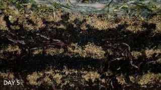 Worms At Work  20 Days Time Lapse Of Vermicomposting [upl. by Arezzini668]