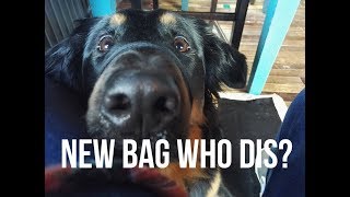 Whats in my service dog bag [upl. by Paley862]