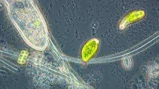 Euglena and Paramecium [upl. by Simmie]