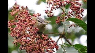 Redeyed Vireos a Blackpoll Warbler and Two Tanagers [upl. by Oguh]