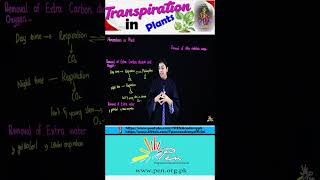 Transpiration in Plants I Homeostasis in Plants I Biology lecture 12 I transpiration biology [upl. by Ahsiadal]