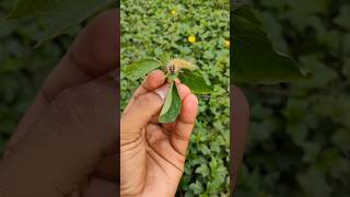 Caterpillarcaterpillar feeding om leavesसुंडीinsectcaterpillar insect reels shorts yt agri [upl. by Box]