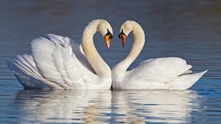 Learn How To Raise Swans [upl. by Luht]