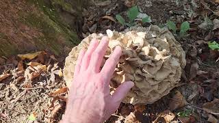 Hen of the woods Grifola frondosa fruiting [upl. by Nefets]