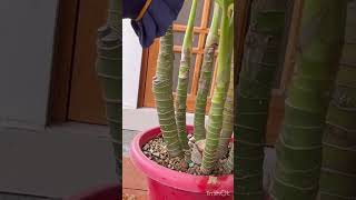 dieffenbachia plant care tipsDieffenbachia propagation ideas shorts [upl. by Gibson]