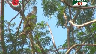 Nature and Life  Episode 158 Birds of Sundarbans [upl. by Hsetim]