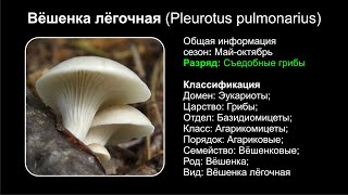 Вёшенка лёгочная Pleurotus pulmonarius [upl. by Klayman682]