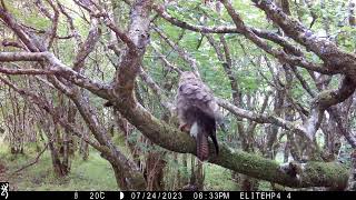 Buzzard having a good preening session on its regular perch Isle of Skye [upl. by Erlinna261]