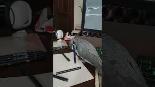 My africangrey loves headscratches cute funnyparrot funnypets [upl. by Mintun741]