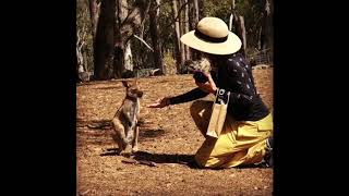 Friendly encounter with Kangaroo Cleland Wildlife Park 28 Feb 2018 [upl. by Issej]