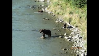 Chilkoot River GrizzliesMVI 7123 [upl. by Milt]