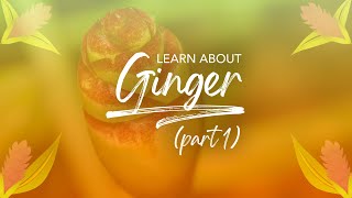 Learn about Ginger  part 1  Pukka Herbs [upl. by Boswell]