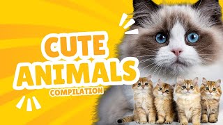 AWW Animals SOO Cute Cute Babies Animals Videos Compilation Cute Moment of the animals 7 YouTube [upl. by Aidil]