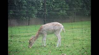 Wandeling Te Zonhoven [upl. by The]