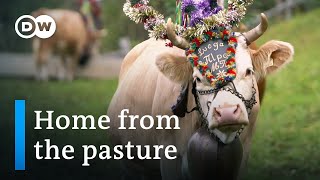 Mountain traditions Costumed cattle parade in the Alps  DW Documentary [upl. by Tito]