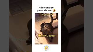 Gatos falando gato falando eu caguei gato falando magoei gatosfalando gatosengraçados tentenãorir [upl. by Ardel]