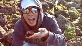 Good catching of mussels oysters and sea urchins in rocky area [upl. by Alodi]