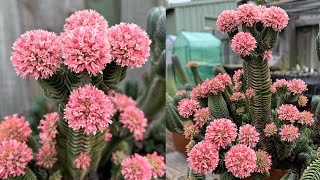 Crassula Buddhas Temple In Full Bloom  WOW [upl. by Ahker]