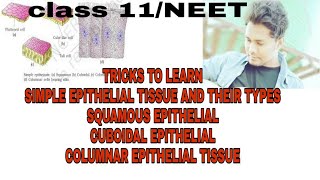 TRICKS to learn squamous cuboidalcolumnar epithelial tissue types of simple epithelial tissue [upl. by Paugh228]