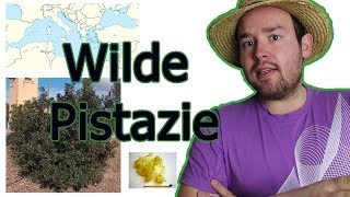 Wilde Pistazie Herkunft Aussehen Kultivierung in Deutschland [upl. by Hetty]