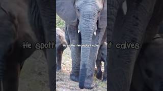 Rare Twin Elephants Spotted at Kapama Game Reserve [upl. by Alyakim]